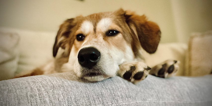 Puppy laying on chair