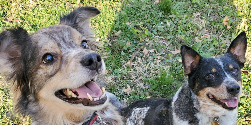 Two dogs playing.