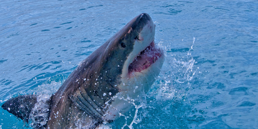 Lead generation can get tricky when you land a shark and you're not ready for a big client.