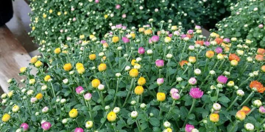 Celebrate fall with a gorgeous mum or two from Garden Gate. They stay fresh all autumn long.