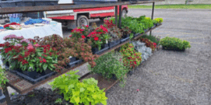 Racks of plants displayed outside at a farmer's market.