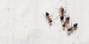 A group of ants on a light gray background.