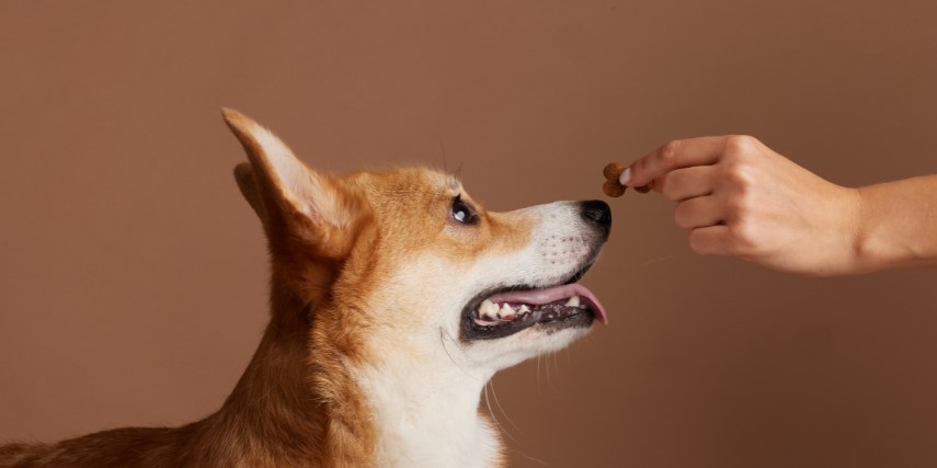 Profile of a brown and white dog waiting for a treat that is being handed to him.