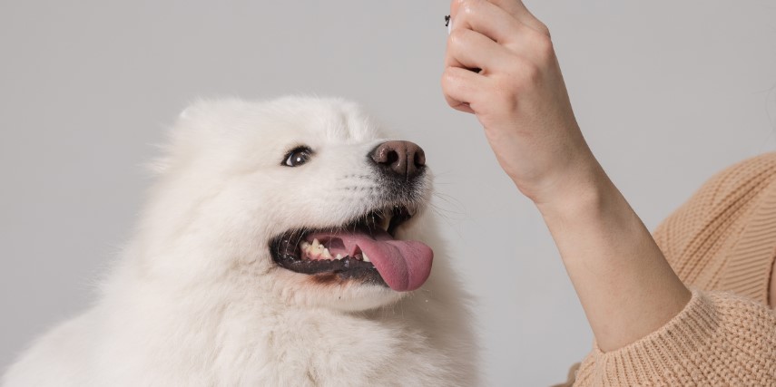 A fluffy white dog looks at her owner's hand, where a treat awaits her.