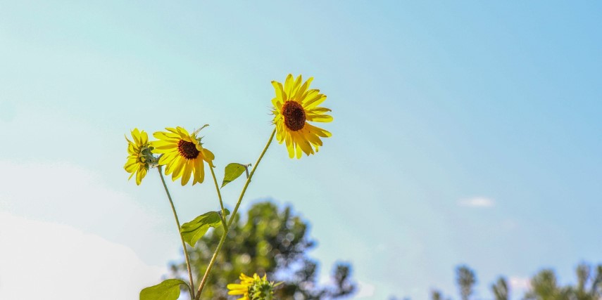 Close-up of yellow wildflowers against a Robin's egg blue sky in Lewis and Clark State Park.