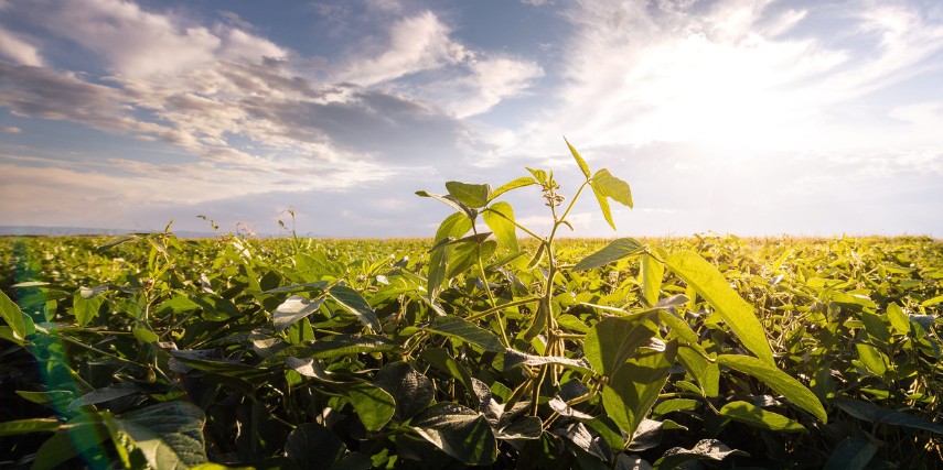 A field of soybeans against a beautiful partly cloudy sky.