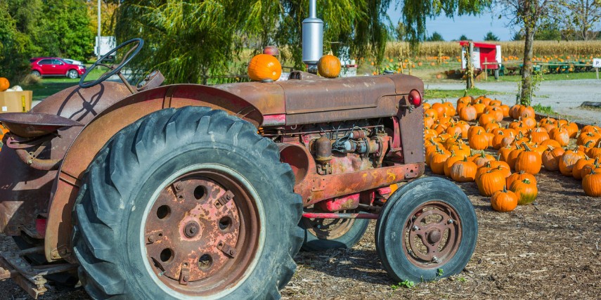 A vintage tractor parked at a pumpkin patch with dozens of pumpkins surrounding it.