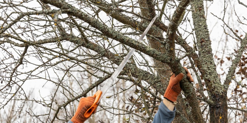 A person uses gloves and a saw to prune a tree that has lost its leaves.