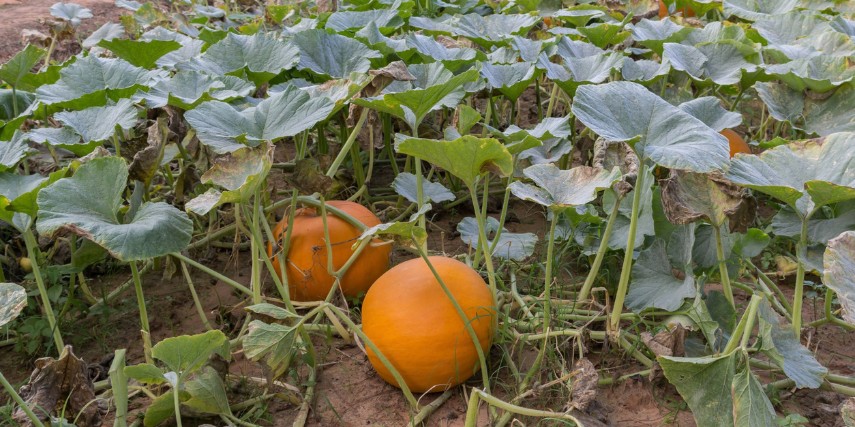 Two pumpkins on the ground beneath a leafy canopy of pumpkin vines.